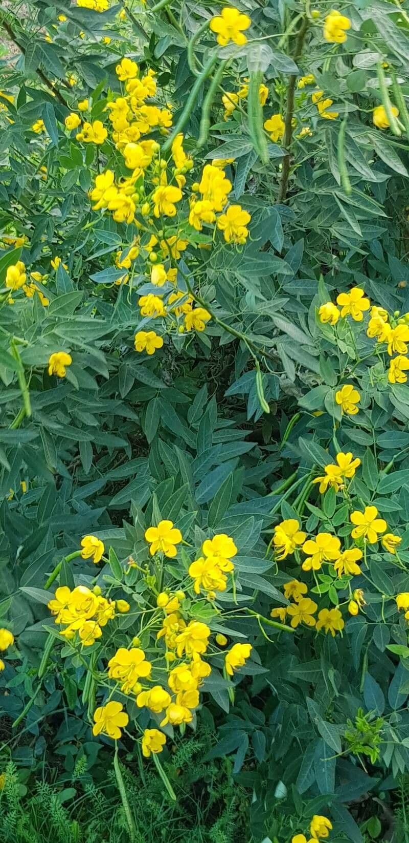 Senna 4