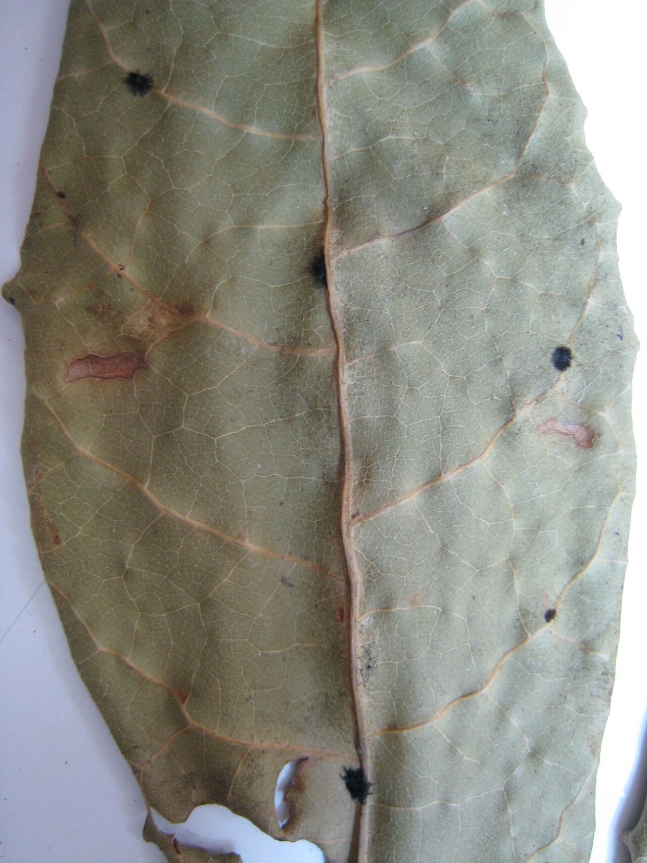 Protium decandrum 8