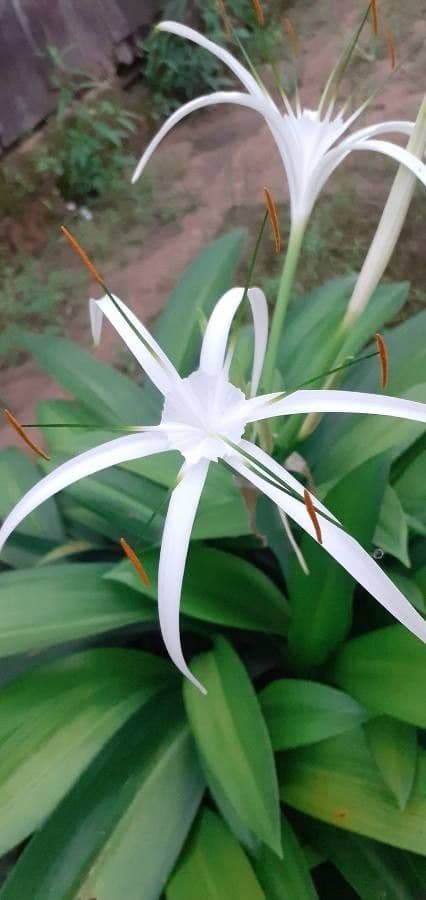 Florida swamp-lily 4