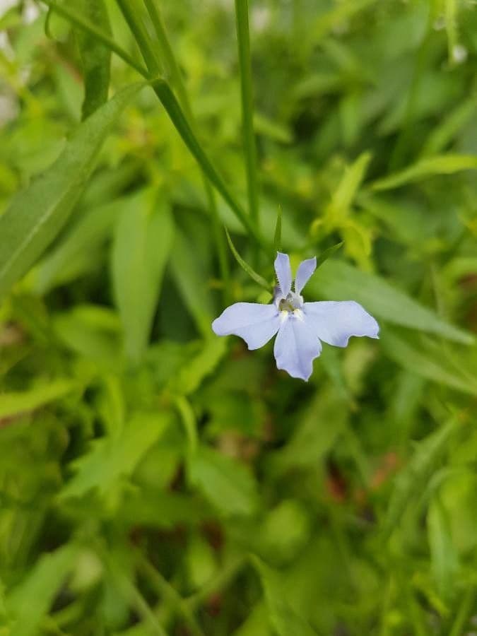 Kalms Glockenblume 5