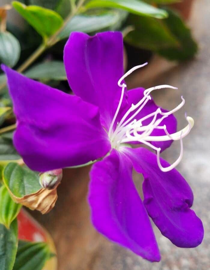 Glory bush 3
