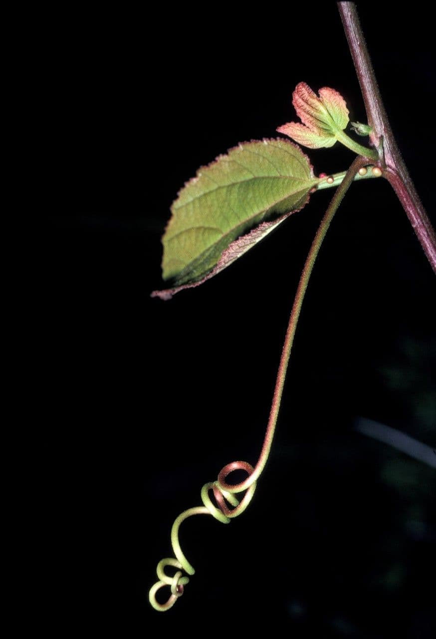 Passiflore écarlate 18