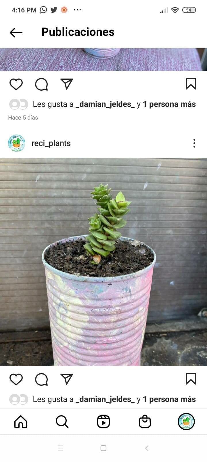 Crassula perforata 18