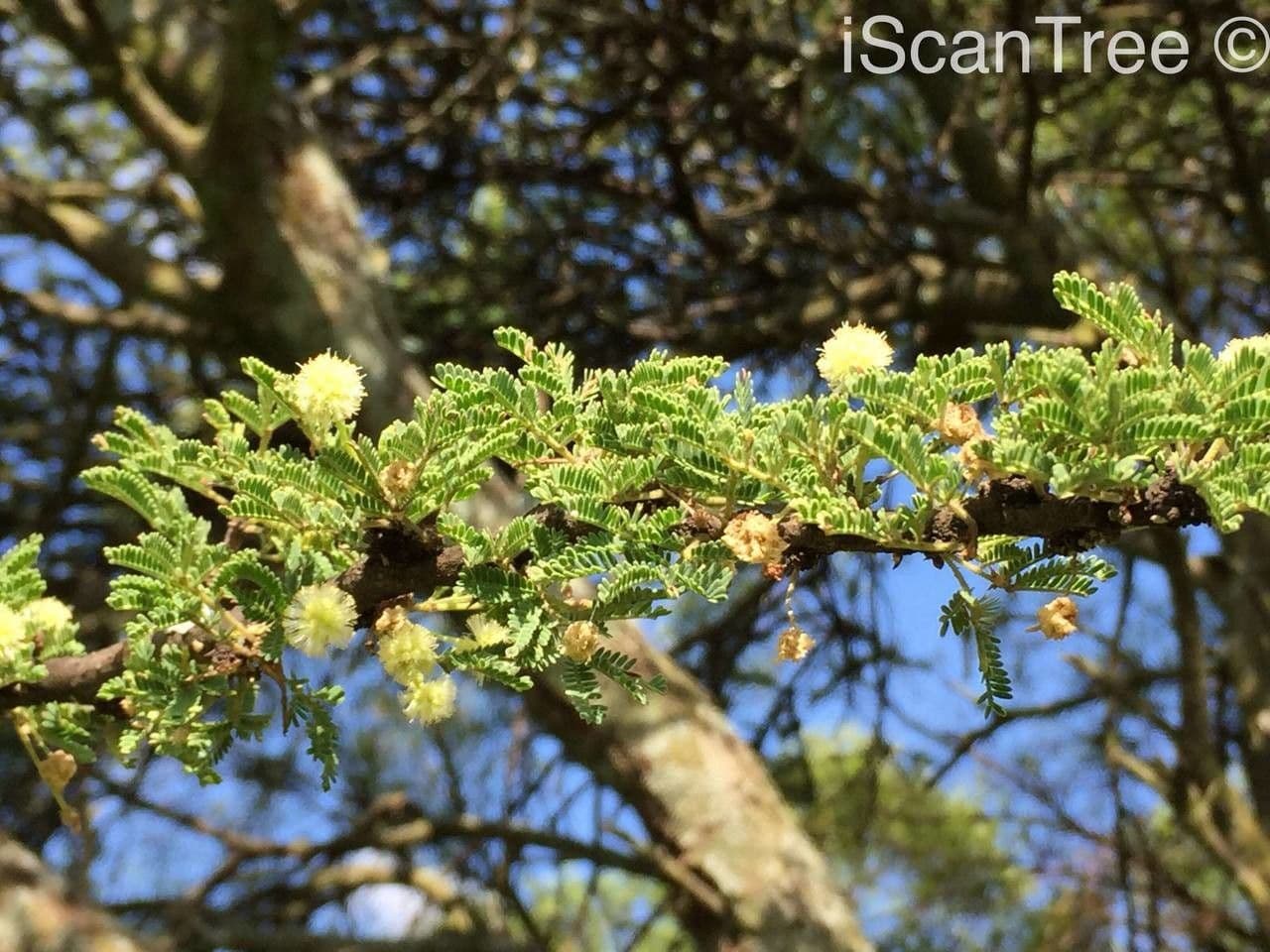 Acacia tortuosa 7