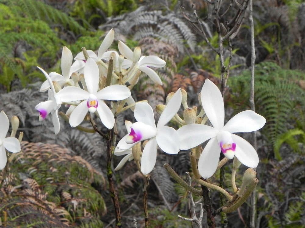 Eriaxis rigida 10