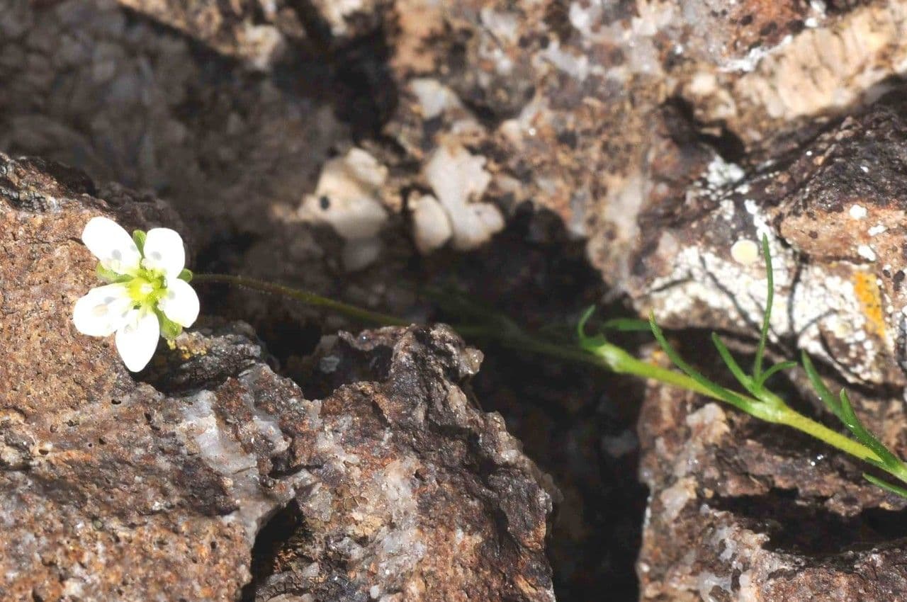 Minuartia recurva 19