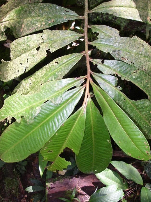 Ardisia 12