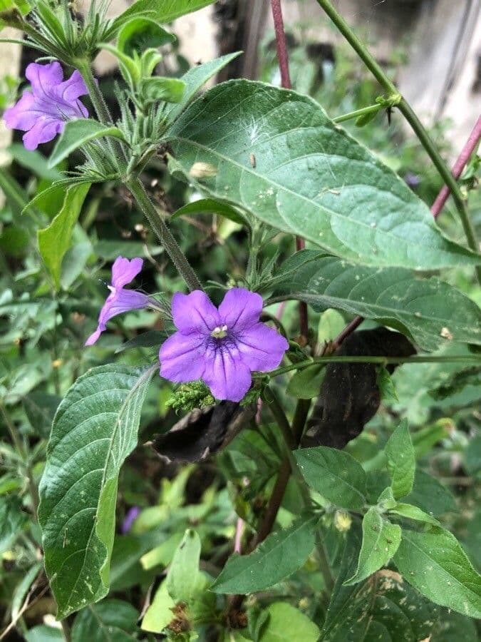 Ruellia 4