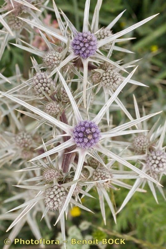 Panicaut