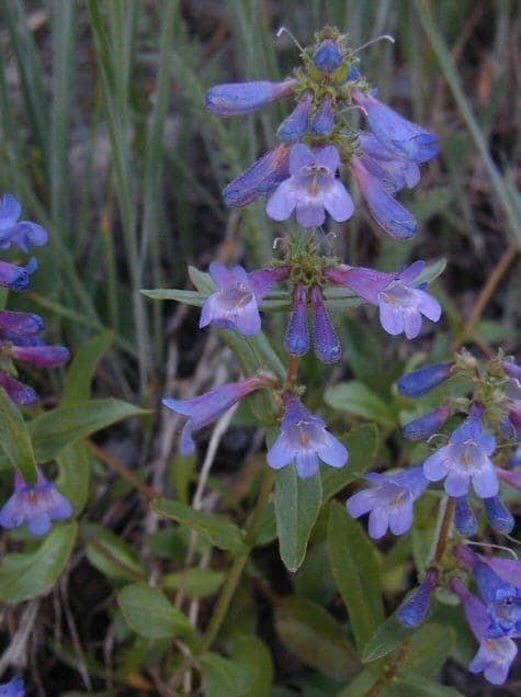 Penstemon albertowski 4