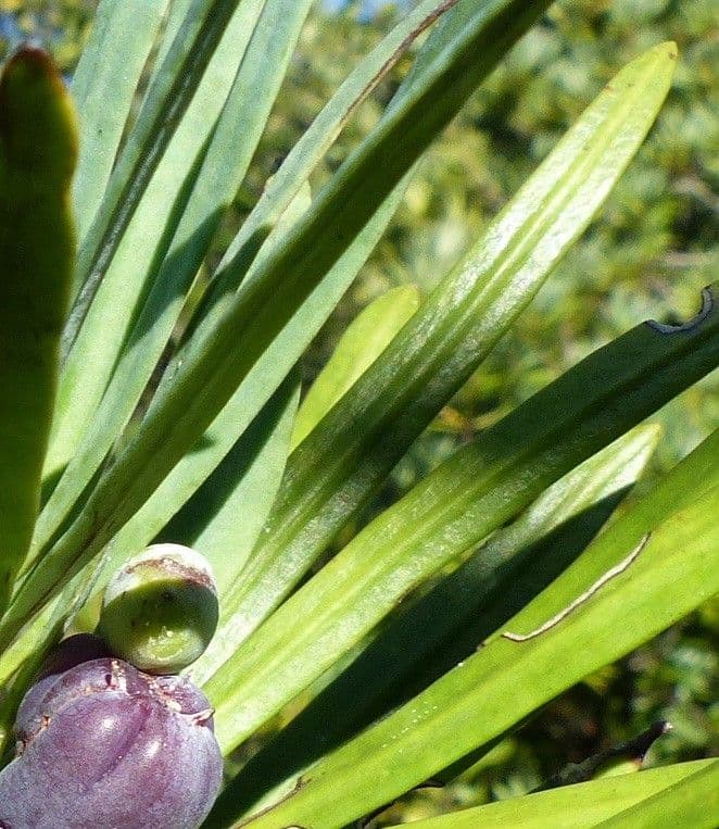 Podocarpus 10