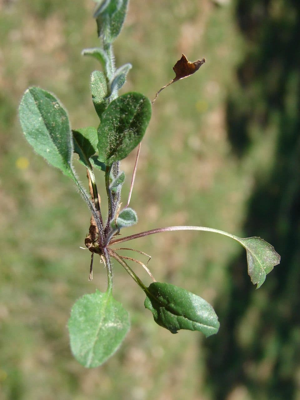 Lepidium 13