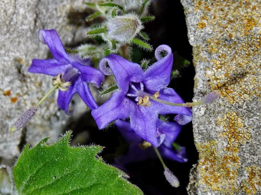 Campanula