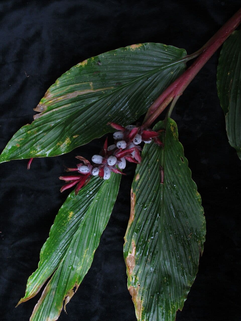 Cautleya 4