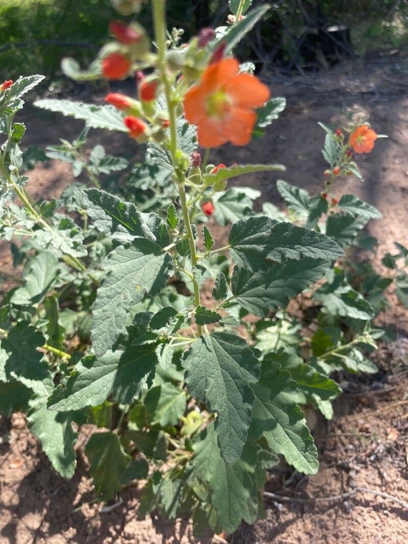 Sphaeralcea 8
