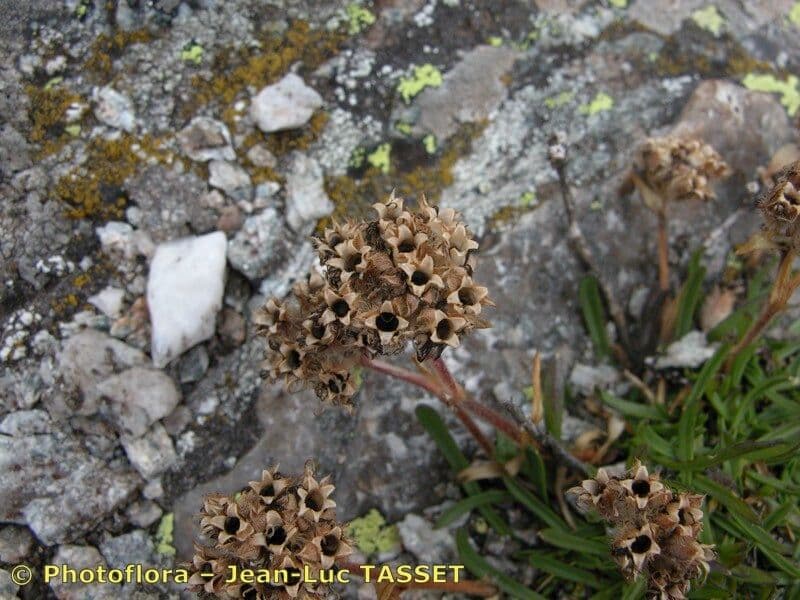 Saponaria gialla