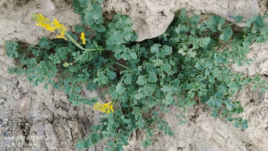Corydalis dorada 15