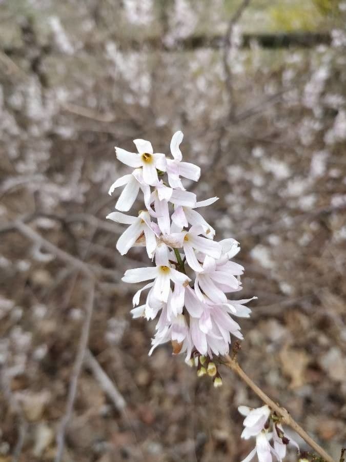 Abeliophyllum