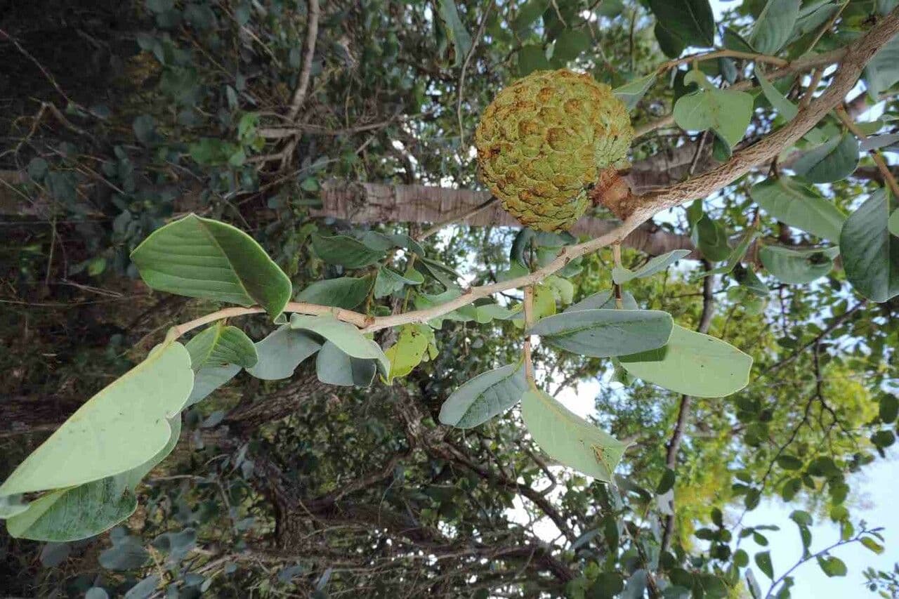 Annona crassiflora 13