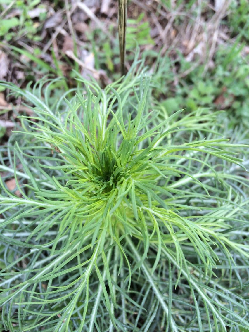 Ipomopsis rossa 7