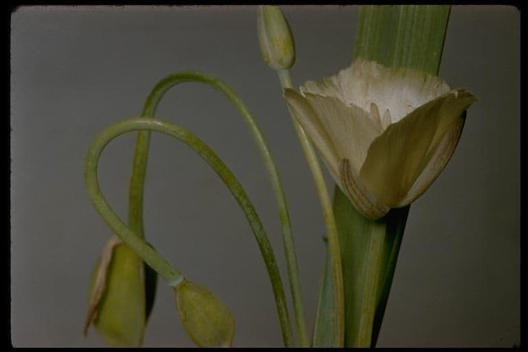 Calochortus 6