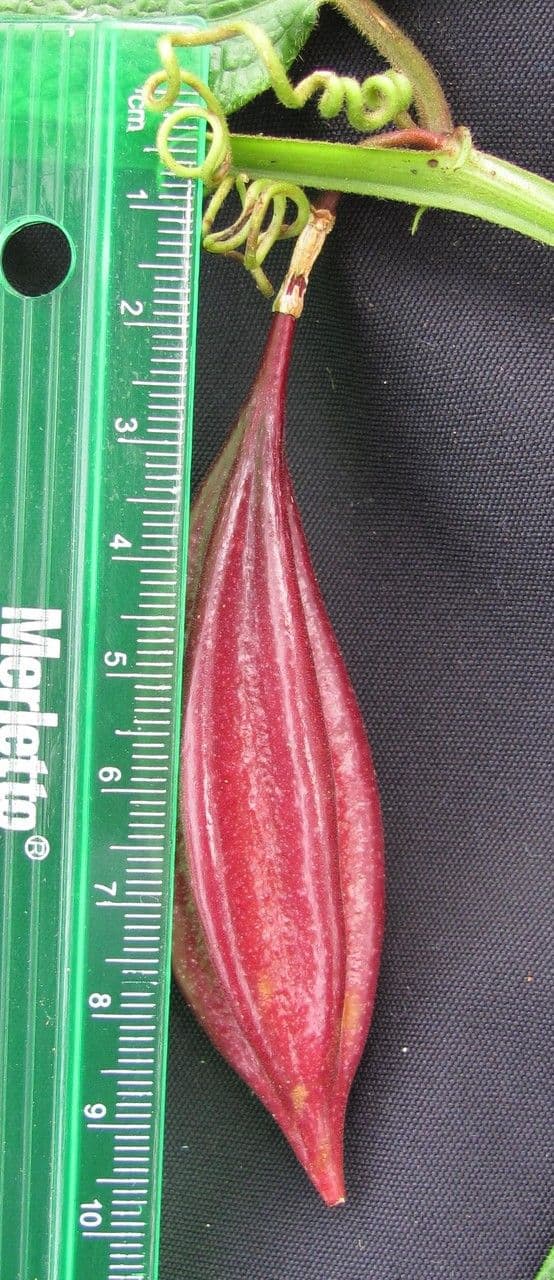 Passiflora 12