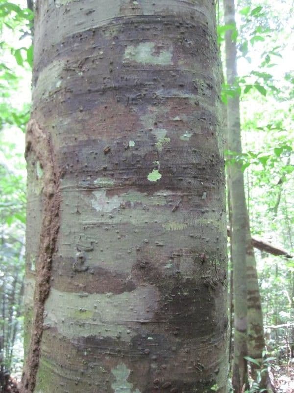 Ceanothusblättrige Ocotea 4