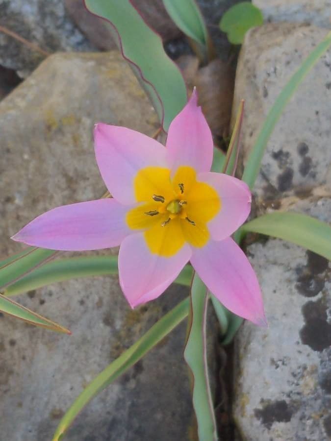 Berg-Tulpe 4