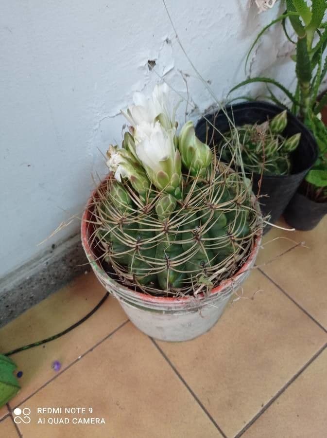 Cactus 6