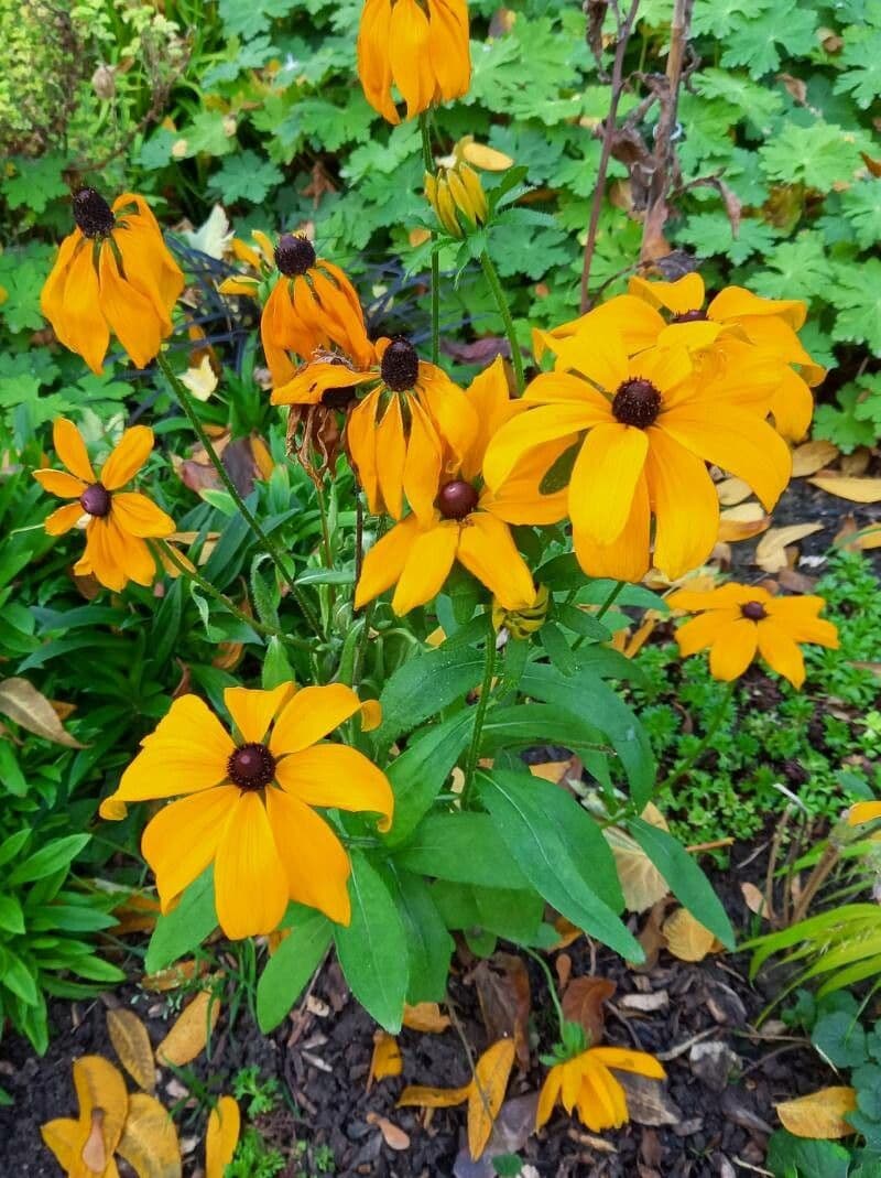 Rudbekia srstnatá 10