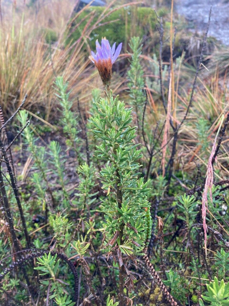 Diplostephium 7