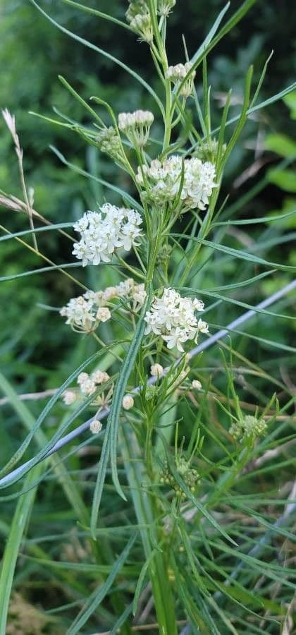 Asclepias verticillata 20