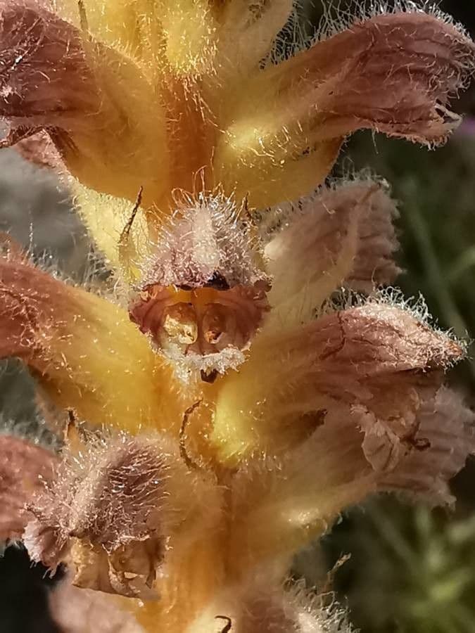 Orobanche pubescente 5