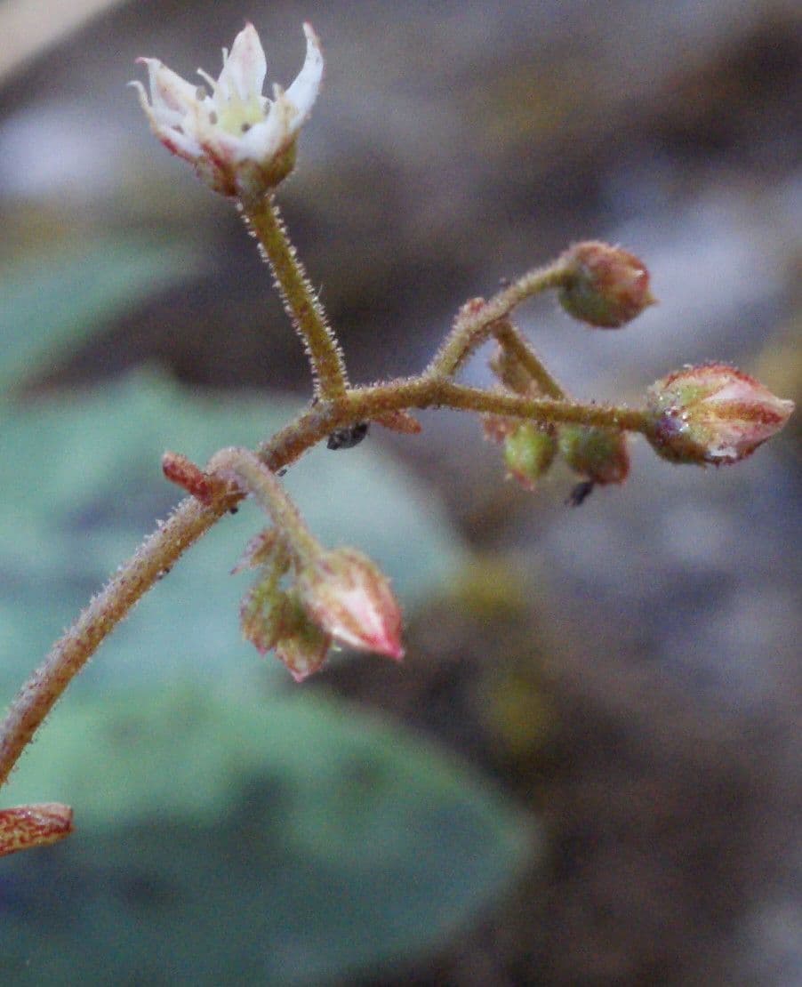Sedum 2
