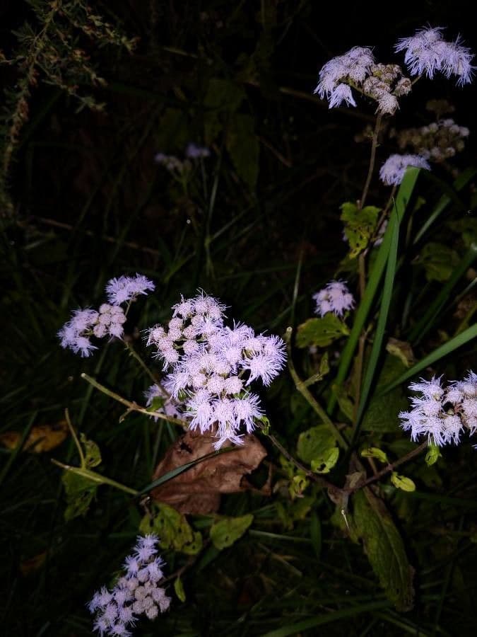Eupatorio azul 5