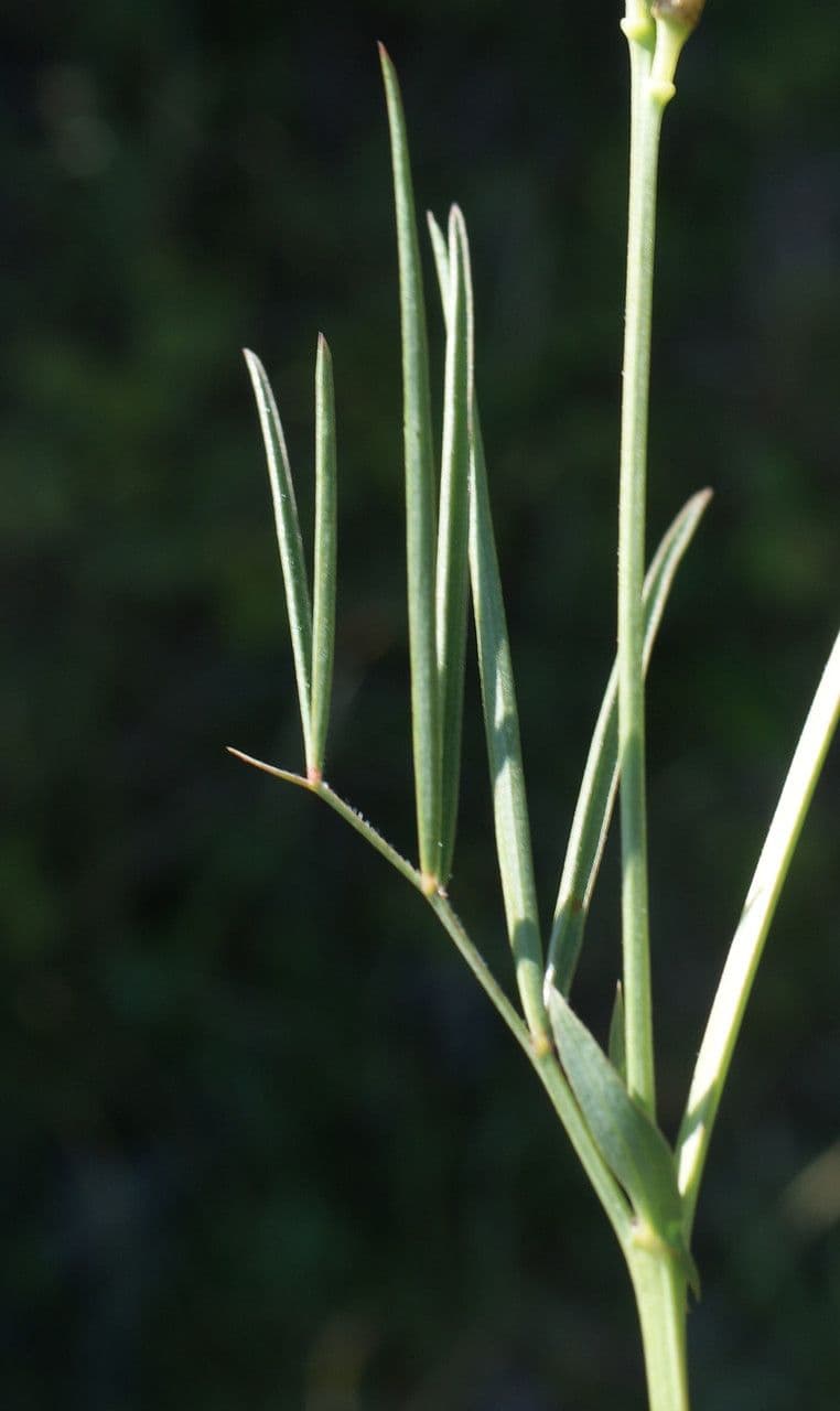 Lathyrus 17