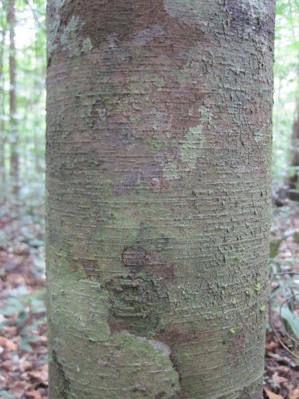 Brosimum rubescens 11