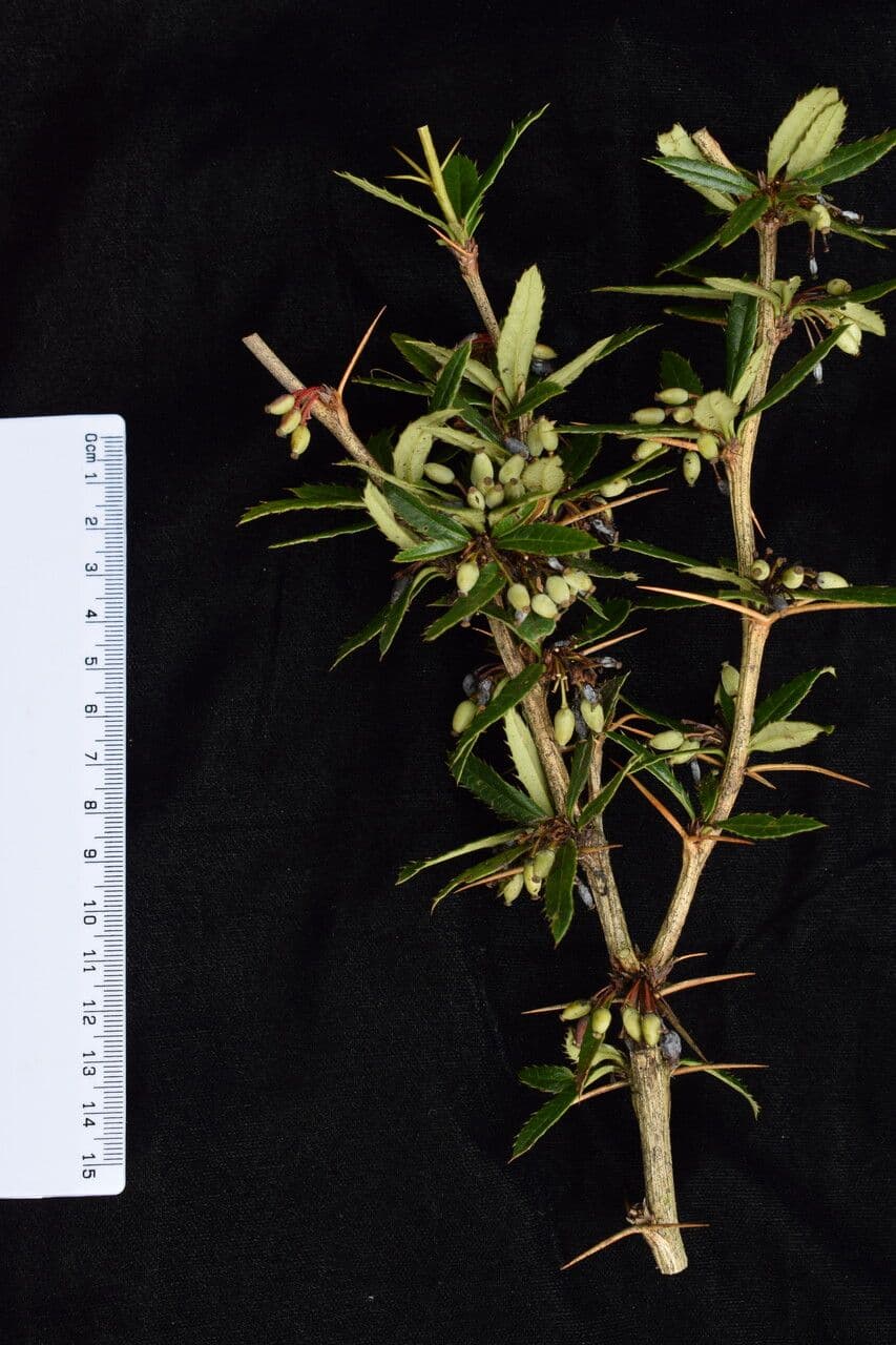 Wallichs Berberitze 8