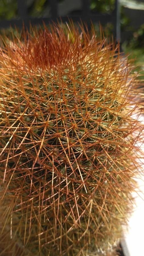Cactus barile di Leconte 26