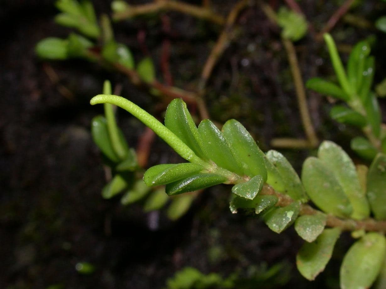 Peperomia 4