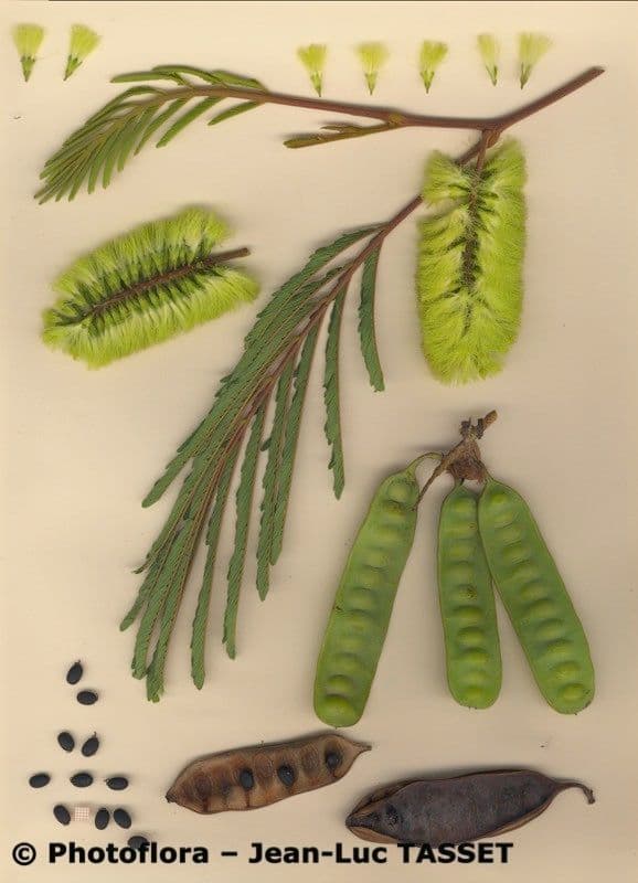 Albizia australiana 26