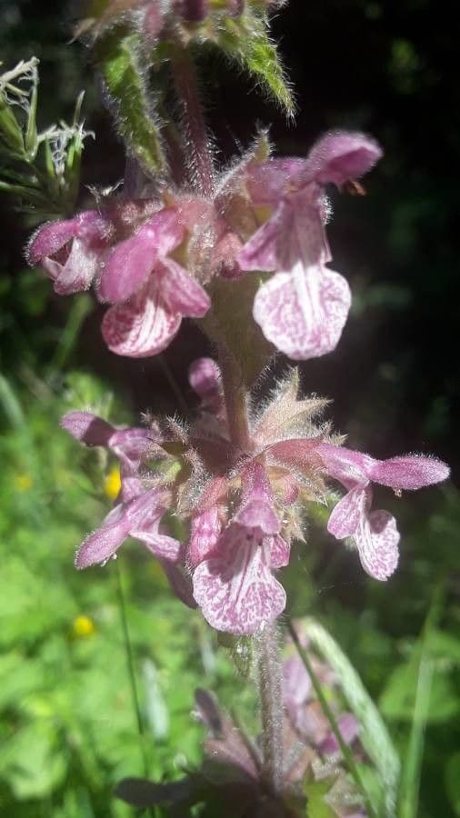 Stachys bullata 4