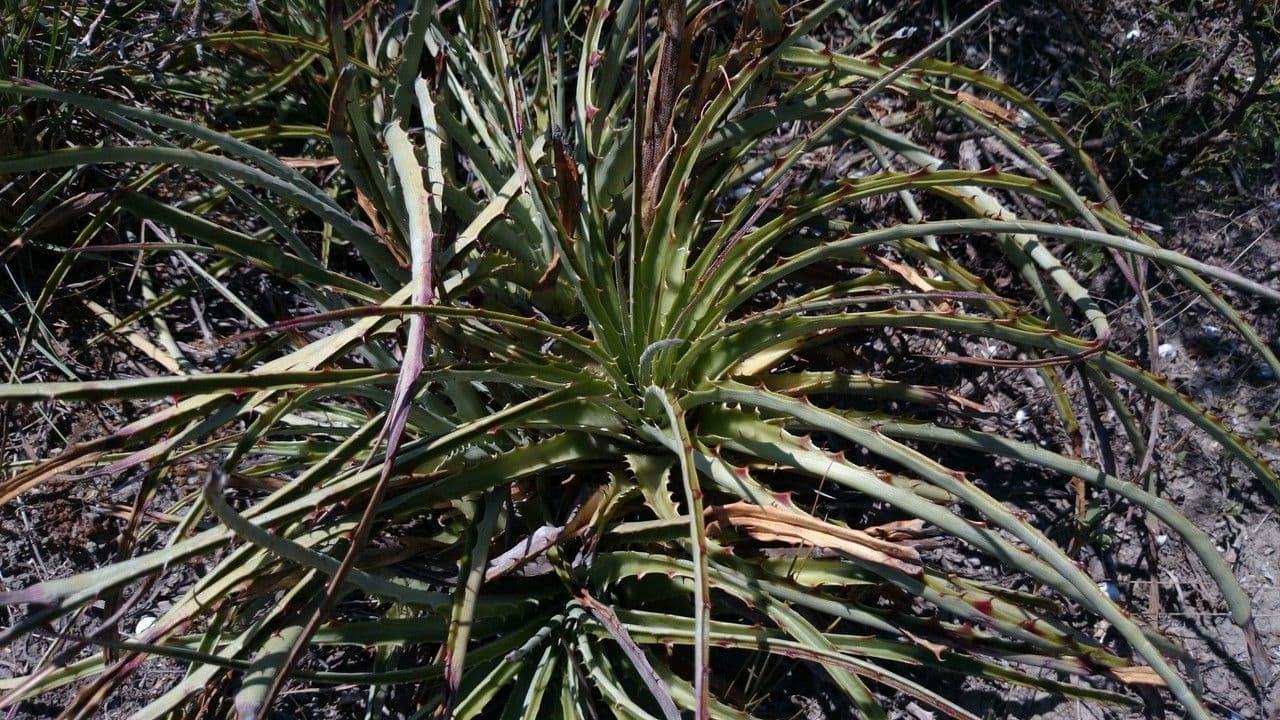Hechtia 7