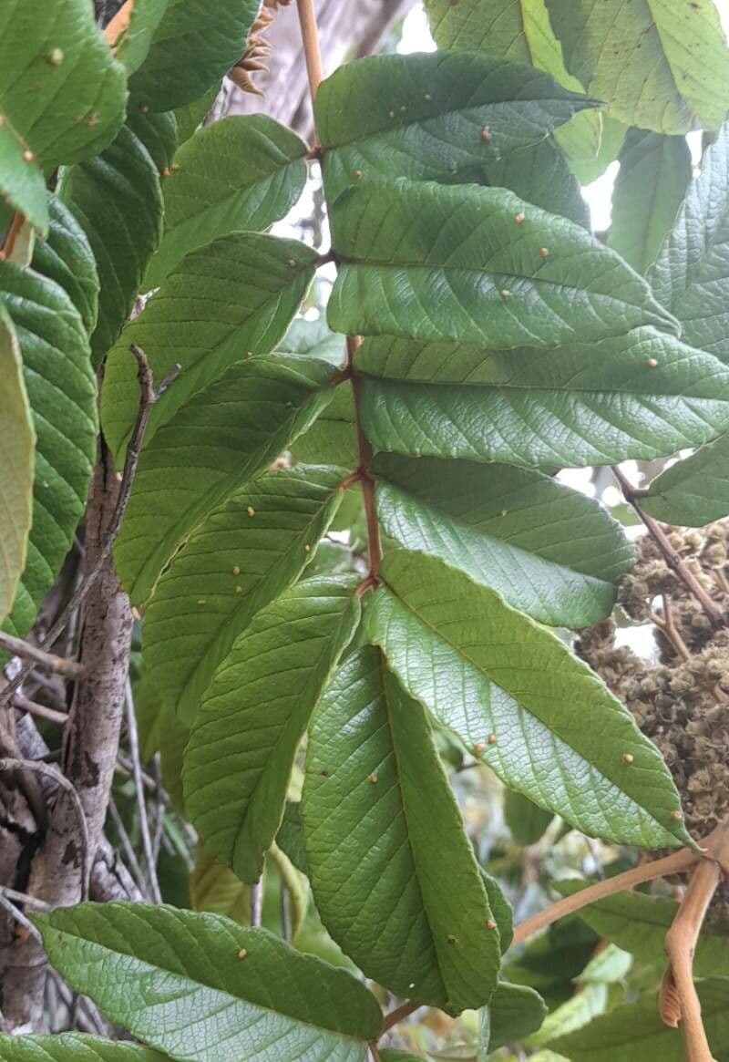 Brunellia 3