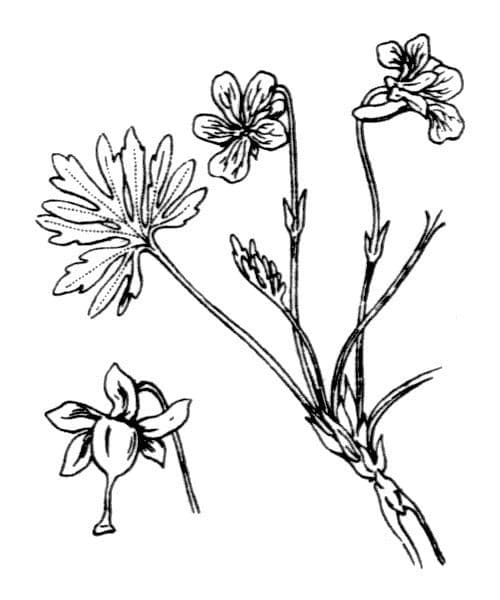 Violette pennée 21