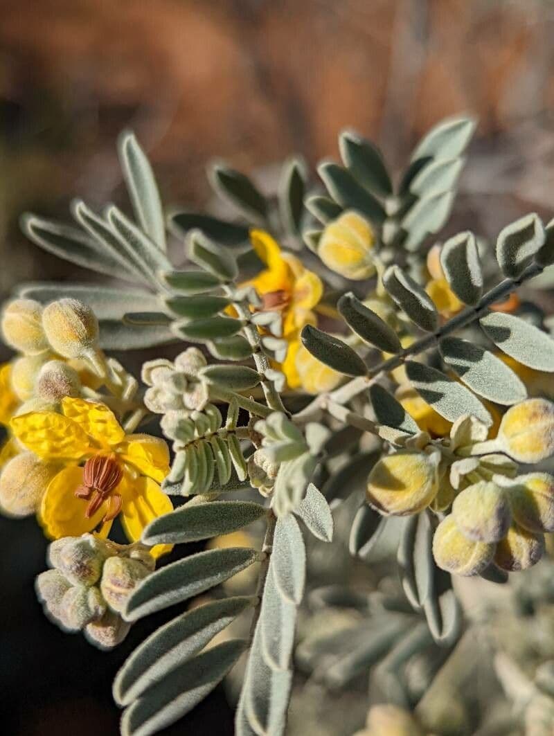 Senna 10