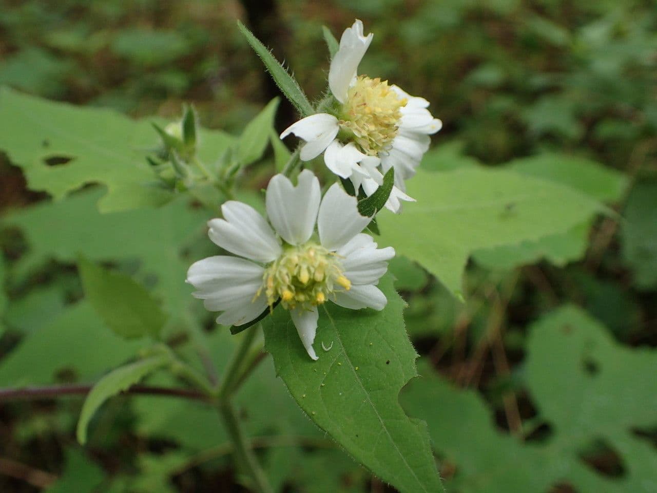 Polymnia