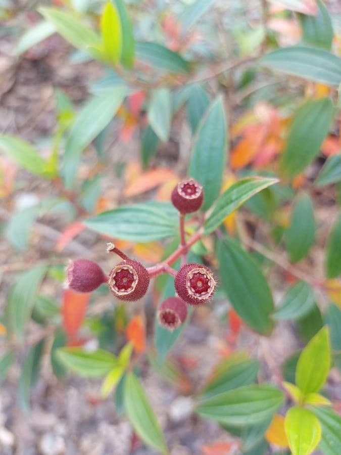 Flor de princesa 2