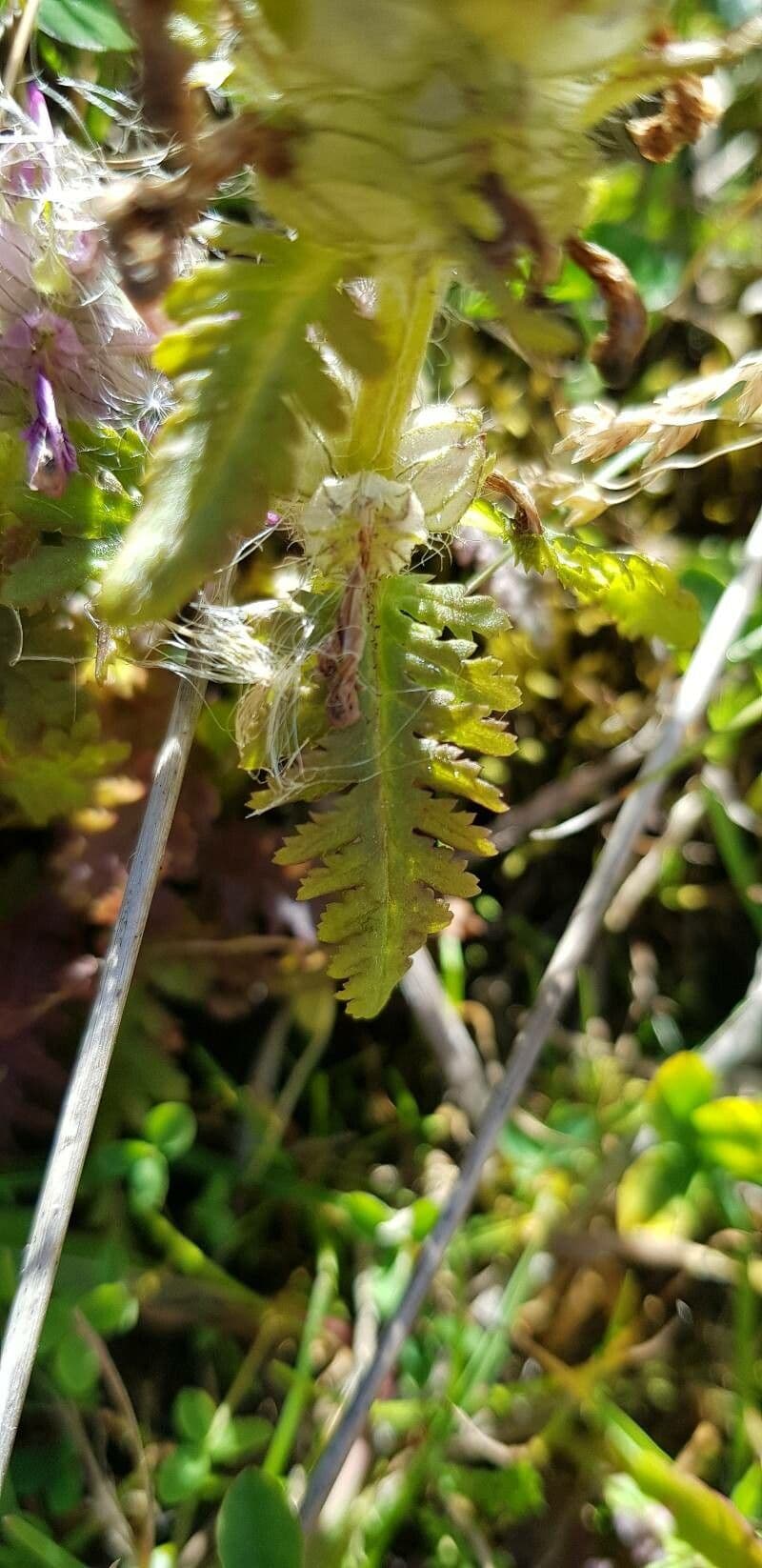 Pedicolare verticillata 18