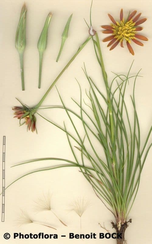 Třapatka Crocus 27